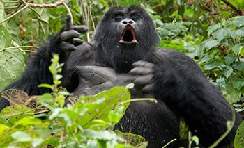 2 Days Bwindi Gorilla Trekking Mountain Gorilla