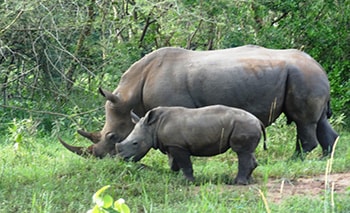 Rhino Trekking Uganda