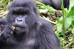 Gorilla Tracking Uganda Gorilla Safaris Uganda