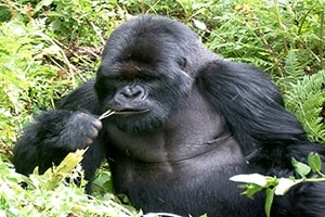 Gorilla Trek Africa Gorilla Trekking Africa