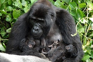 Gorilla Trekking from Kigali Kigali to Bwindi Gorilla Trekking