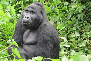 Gorilla Trips gorilla trekking Uganda
