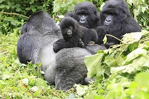 Uganda Gorilla Trekking Tours Gorilla Safaris Uganda