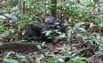 Kibale Forest Kibale Chimps
