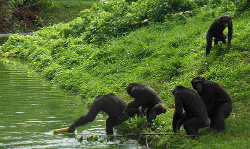 1 Day Entebbe City Tour